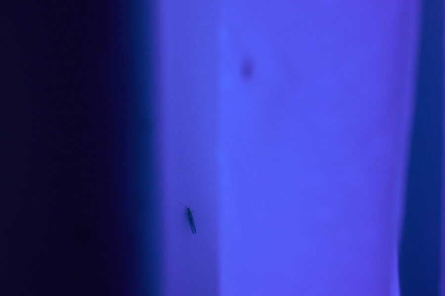 Reinhold Zisser, David Přílučík